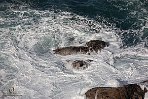 PtReyes_PH23_IMG_2995.jpg