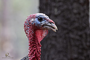 OR_PH24_IMG_9155-Enhanced-NR.jpg