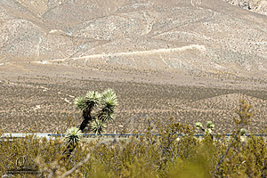 Filename=Mojave_PH24_IMG_6713-Enhanced-NR.jpg
Filesize=503KiB
Dimensions=1200x800
Date added=Nov 04, 2024 Mojave_PH24_IMG_6713-Enhanced-NR.jpg