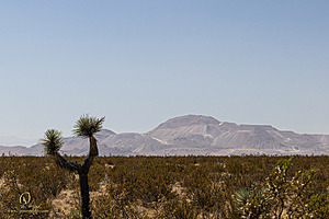 Filename=Mojave_PH24_IMG_6715-Enhanced-NR.jpg
Filesize=297KiB
Dimensions=1200x800
Date added=Nov 04, 2024 Mojave_PH24_IMG_6715-Enhanced-NR.jpg