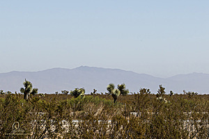 Filename=Mojave_PH24_IMG_6717-Enhanced-NR.jpg
Filesize=304KiB
Dimensions=1200x800
Date added=Nov 04, 2024 Mojave_PH24_IMG_6717-Enhanced-NR.jpg