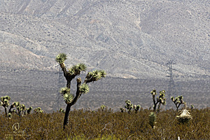 Filename=Mojave_PH24_IMG_6724-Enhanced-NR.jpg
Filesize=406KiB
Dimensions=1200x800
Date added=Nov 04, 2024 Mojave_PH24_IMG_6724-Enhanced-NR.jpg