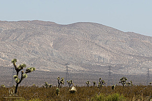 Filename=Mojave_PH24_IMG_6726-Enhanced-NR.jpg
Filesize=371KiB
Dimensions=1200x800
Date added=Nov 04, 2024 Mojave_PH24_IMG_6726-Enhanced-NR.jpg