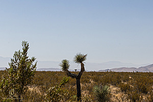 Filename=Mojave_PH24_IMG_6728-Enhanced-NR.jpg
Filesize=322KiB
Dimensions=1200x800
Date added=Nov 04, 2024 Mojave_PH24_IMG_6728-Enhanced-NR.jpg