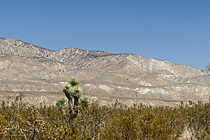 Filename=Mojave_PH24_IMG_6766-Enhanced-NR.jpg
Filesize=467KiB
Dimensions=1200x800
Date added=Nov 04, 2024 Mojave_PH24_IMG_6766-Enhanced-NR.jpg