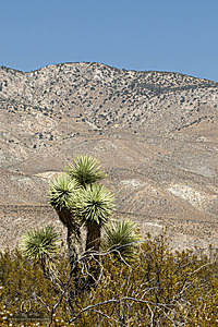 Filename=Mojave_PH24_IMG_6771-Enhanced-NR.jpg
Filesize=575KiB
Dimensions=800x1200
Date added=Nov 04, 2024 Mojave_PH24_IMG_6771-Enhanced-NR.jpg