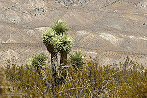 Filename=Mojave_PH24_IMG_6772-Enhanced-NR.jpg
Filesize=516KiB
Dimensions=1200x800
Date added=Nov 04, 2024 Mojave_PH24_IMG_6772-Enhanced-NR.jpg