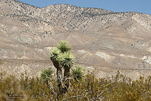 Filename=Mojave_PH24_IMG_6774-Enhanced-NR.jpg
Filesize=432KiB
Dimensions=1200x800
Date added=Nov 04, 2024 Mojave_PH24_IMG_6774-Enhanced-NR.jpg