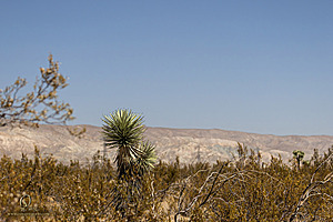 Filename=Mojave_PH24_IMG_6776-Enhanced-NR.jpg
Filesize=313KiB
Dimensions=1200x800
Date added=Nov 04, 2024 Mojave_PH24_IMG_6776-Enhanced-NR.jpg