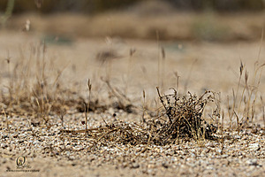 Filename=Mojave_PH24_IMG_6801-Enhanced-NR.jpg
Filesize=290KiB
Dimensions=1200x800
Date added=Nov 04, 2024 Mojave_PH24_IMG_6801-Enhanced-NR.jpg