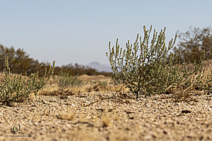 Filename=Mojave_PH24_IMG_6810-Enhanced-NR.jpg
Filesize=392KiB
Dimensions=1200x800
Date added=Nov 04, 2024 Mojave_PH24_IMG_6810-Enhanced-NR.jpg