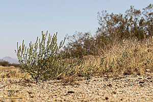 Filename=Mojave_PH24_IMG_6820-Enhanced-NR.jpg
Filesize=446KiB
Dimensions=1200x800
Date added=Nov 04, 2024 Mojave_PH24_IMG_6820-Enhanced-NR.jpg