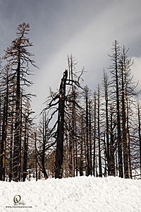 Sierra_PH23_IMG_4811.jpg