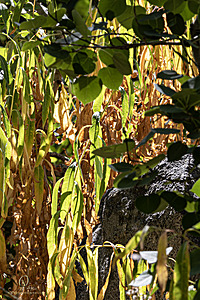 Filename=Caples_PH24_IMG_1806-Enhanced-NR.jpg
Filesize=526KiB
Dimensions=800x1200
Date added=Nov 23, 2024 Caples_PH24_IMG_1806-Enhanced-NR.jpg