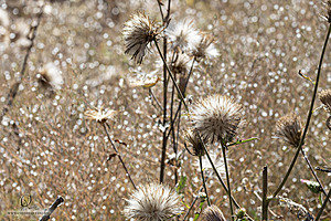 Filename=Silvercreek_PH24_IMG_1331-Enhanced-NR.jpg
Filesize=395KiB
Dimensions=1200x800
Date added=Nov 23, 2024 Silvercreek_PH24_IMG_1331-Enhanced-NR.jpg