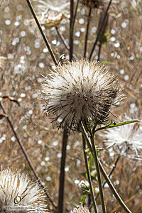 Filename=Silvercreek_PH24_IMG_1344-Enhanced-NR.jpg
Filesize=357KiB
Dimensions=800x1200
Date added=Nov 23, 2024 Silvercreek_PH24_IMG_1344-Enhanced-NR.jpg