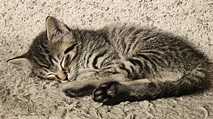 KBugs_PH23_20230716_174726.jpg