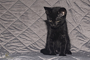 KBugs_PH23_3X8A0943-Enhanced-NR.jpg