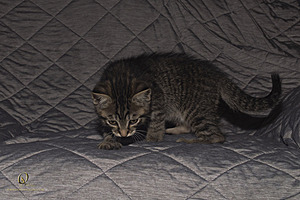 KBugs_PH23_3X8A0954-Enhanced-NR.jpg