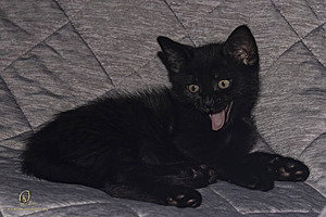 KBugs_PH23_3X8A0972-Enhanced-NR.jpg