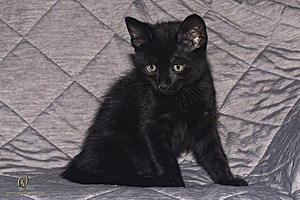 KBugs_PH23_3X8A0979-Enhanced-NR.jpg