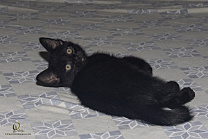 KBugs_PH23_3X8A1006-Enhanced-NR.jpg