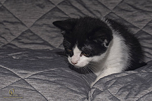 KBugs_PH23_3X8A1026-Enhanced-NR.jpg