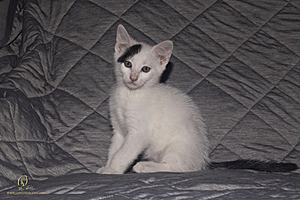 KBugs_PH23_3X8A1128-Enhanced-NR.jpg