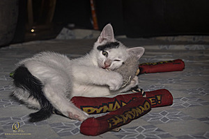KBugs_PH23_3X8A1155-Enhanced-NR.jpg