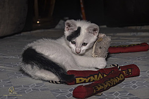 KBugs_PH23_3X8A1156-Enhanced-NR.jpg