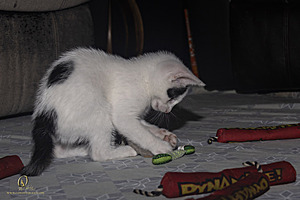 KBugs_PH23_3X8A1157-Enhanced-NR.jpg
