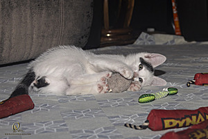 KBugs_PH23_3X8A1158-Enhanced-NR.jpg