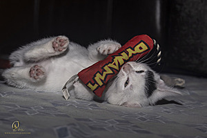 KBugs_PH23_3X8A1159-Enhanced-NR.jpg