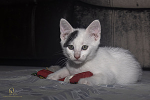 KBugs_PH23_3X8A1163-Enhanced-NR.jpg