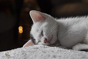 Filename=KBugs_PH23_IMG_1784.jpg
Filesize=204KiB
Dimensions=1200x800
Date added=Aug 25, 2023 KBugs_PH23_IMG_1784.jpg