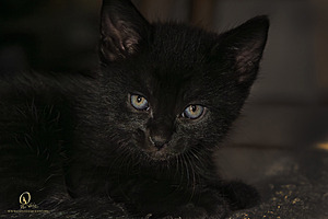 KBugs_PH23_IMG_1933-Enhanced-NR.jpg