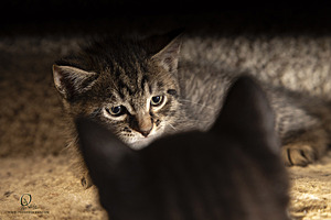 KBugs_PH23_IMG_2239.jpg