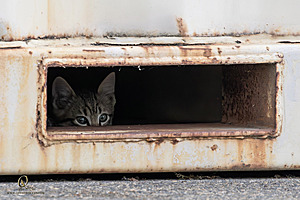 Filename=kitties_PH24_IMG_9374-Enhanced-NR.jpg
Filesize=287KiB
Dimensions=1200x800
Date added=Sep 05, 2024 kitties_PH24_IMG_9374-Enhanced-NR.jpg