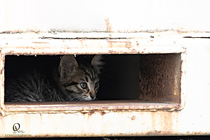 Filename=kitties_PH24_IMG_9413-Enhanced-NR.jpg
Filesize=219KiB
Dimensions=1200x800
Date added=Sep 05, 2024 kitties_PH24_IMG_9413-Enhanced-NR.jpg