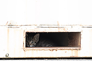 Filename=kitties_PH24_IMG_9418-Enhanced-NR.jpg
Filesize=186KiB
Dimensions=1200x800
Date added=Sep 05, 2024 kitties_PH24_IMG_9418-Enhanced-NR.jpg