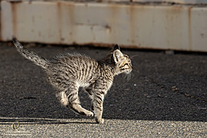 Filename=kitties_PH24_IMG_9471-Enhanced-NR.jpg
Filesize=313KiB
Dimensions=1200x800
Date added=Sep 05, 2024 kitties_PH24_IMG_9471-Enhanced-NR.jpg
