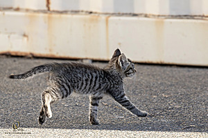 Filename=kitties_PH24_IMG_9473-Enhanced-NR.jpg
Filesize=295KiB
Dimensions=1200x800
Date added=Sep 05, 2024 kitties_PH24_IMG_9473-Enhanced-NR.jpg