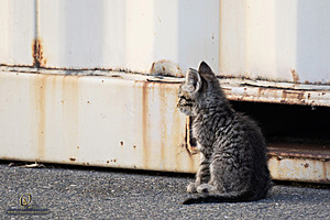 Filename=kitties_PH24_IMG_9479-Enhanced-NR.jpg
Filesize=295KiB
Dimensions=1200x800
Date added=Sep 05, 2024 kitties_PH24_IMG_9479-Enhanced-NR.jpg