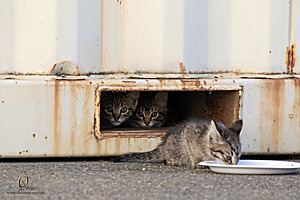 Filename=kitties_PH24_IMG_9500-Enhanced-NR.jpg
Filesize=264KiB
Dimensions=1200x800
Date added=Sep 05, 2024 kitties_PH24_IMG_9500-Enhanced-NR.jpg