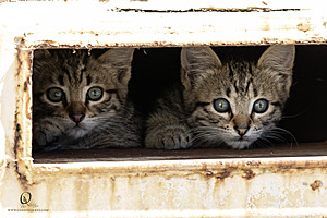 Filename=kitties_PH24_IMG_9582-Enhanced-NR.jpg
Filesize=285KiB
Dimensions=1200x800
Date added=Sep 05, 2024 kitties_PH24_IMG_9582-Enhanced-NR.jpg