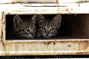 Filename=kitties_PH24_IMG_9603-Enhanced-NR.jpg
Filesize=344KiB
Dimensions=1200x800
Date added=Sep 05, 2024 kitties_PH24_IMG_9603-Enhanced-NR.jpg