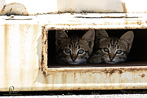 Filename=kitties_PH24_IMG_9610-Enhanced-NR.jpg
Filesize=329KiB
Dimensions=1200x800
Date added=Sep 05, 2024 kitties_PH24_IMG_9610-Enhanced-NR.jpg