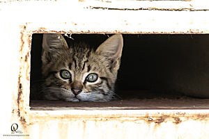 Filename=kitties_PH24_IMG_9617-Enhanced-NR.jpg
Filesize=241KiB
Dimensions=1200x800
Date added=Sep 05, 2024 kitties_PH24_IMG_9617-Enhanced-NR.jpg