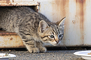 Filename=kitties_PH24_IMG_9639-Enhanced-NR.jpg
Filesize=360KiB
Dimensions=1200x800
Date added=Sep 05, 2024 kitties_PH24_IMG_9639-Enhanced-NR.jpg