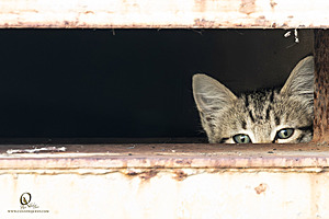 Filename=kitties_PH24_IMG_9645-Enhanced-NR.jpg
Filesize=211KiB
Dimensions=1200x800
Date added=Sep 05, 2024 kitties_PH24_IMG_9645-Enhanced-NR.jpg